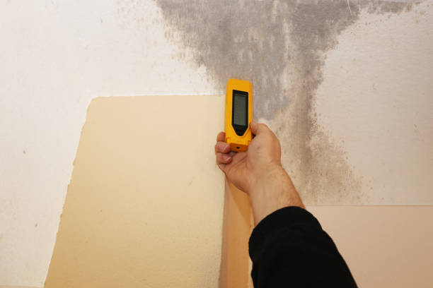 Best Basement Mold Removal  in Ironde, AL