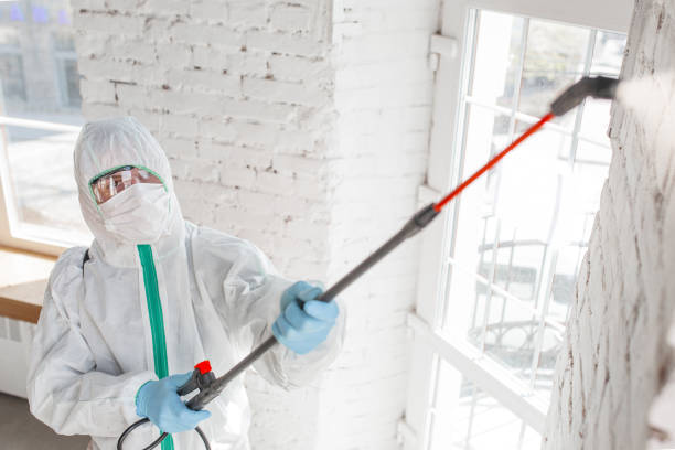 Reliable Irondale, AL Mold Removal Solutions
