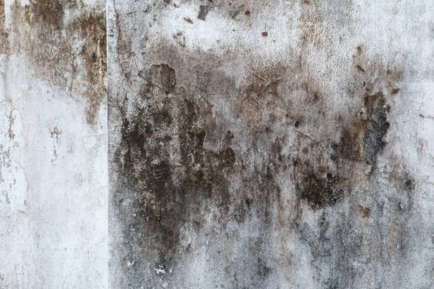 Best Black Mold Removal  in Ironde, AL