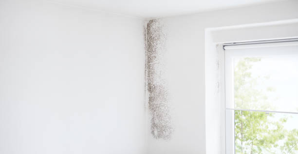 Best Mold Documentation for Insurance Claims  in Ironde, AL