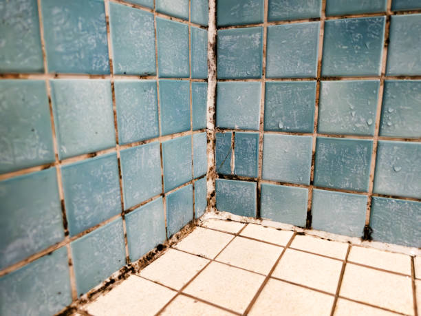 Best Mold Damage Restoration  in Ironde, AL