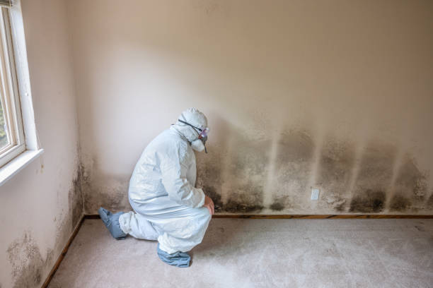 Best Mold Prevention Services  in Ironde, AL