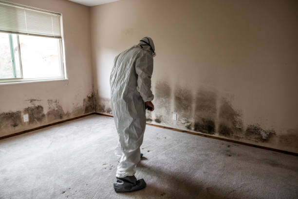 Best Post-Construction Mold Inspection  in Ironde, AL