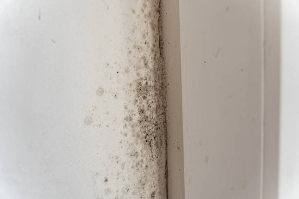 Best Mold Odor Removal Services  in Ironde, AL
