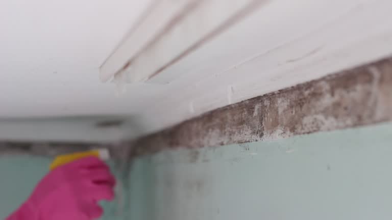 Best Mold Documentation for Insurance Claims  in Ironde, AL